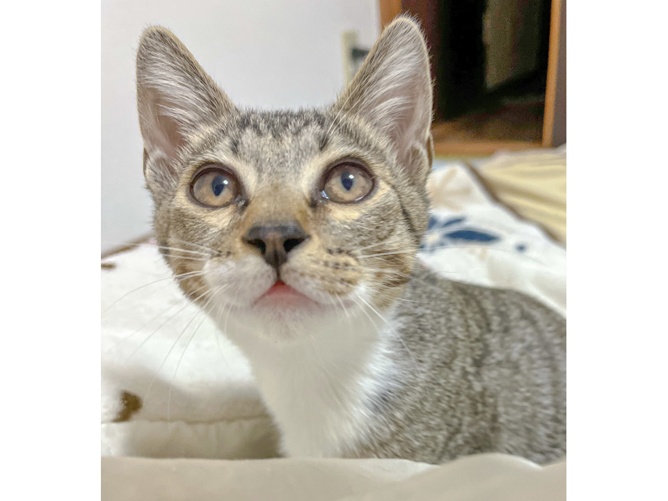 ハーフ顔♡優しい男の子♡生後5ヶ月