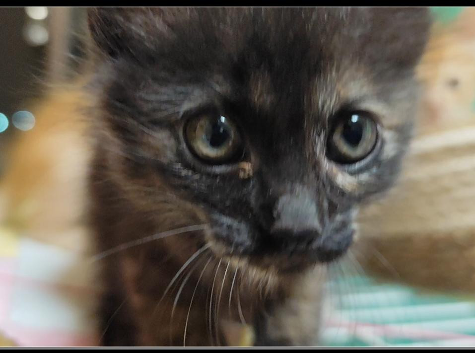 好奇心旺盛いつもゴロゴロ可愛いさん