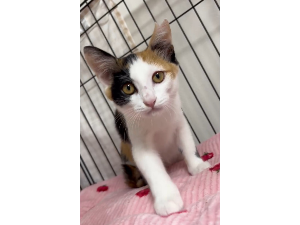 三毛猫ちゃんメス