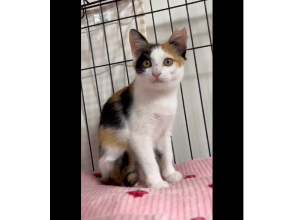 三毛猫ちゃんメス