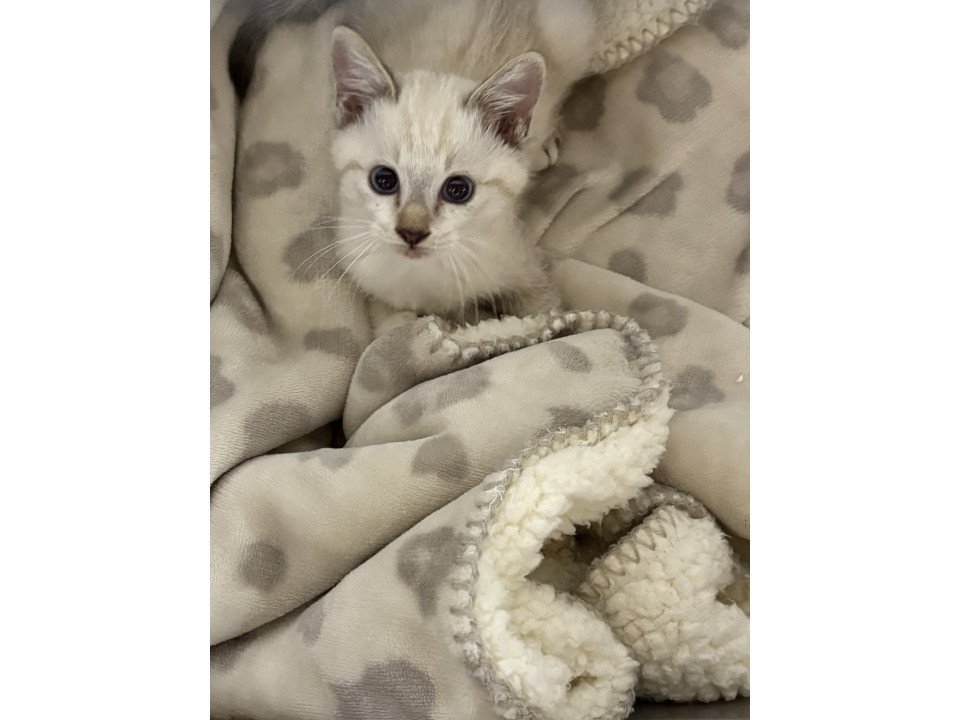 シャムっぽいニャンコちゃん^_^