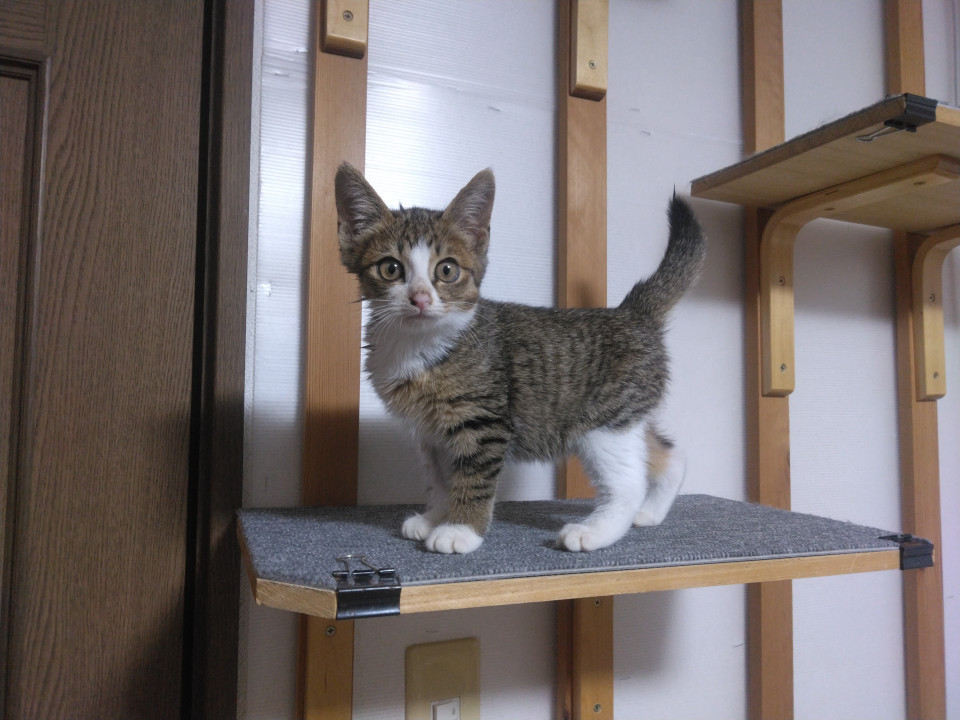 キジ白仔猫のはなちゃん