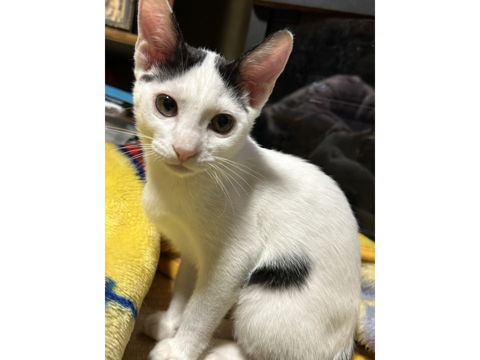 人に馴れています！