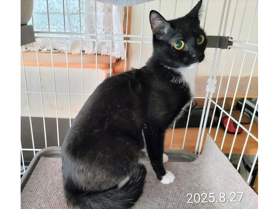 美人黒白お茶目な娘