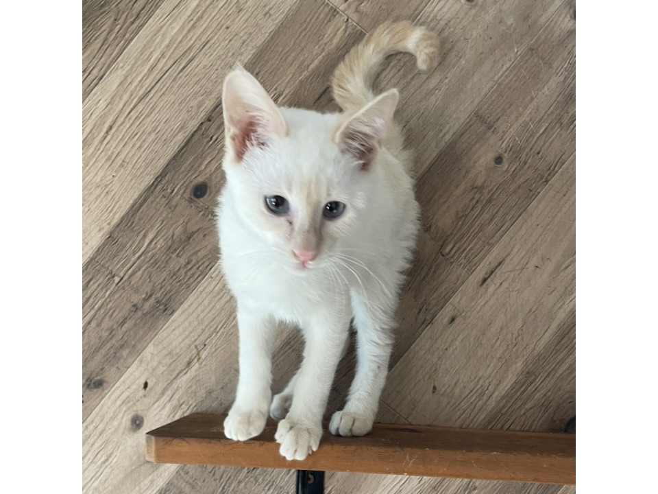 やんちゃな女の子『トマト』ちゃん