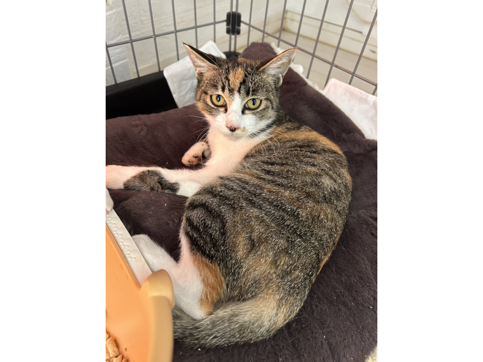 おしゃべりな縞三毛の女の子