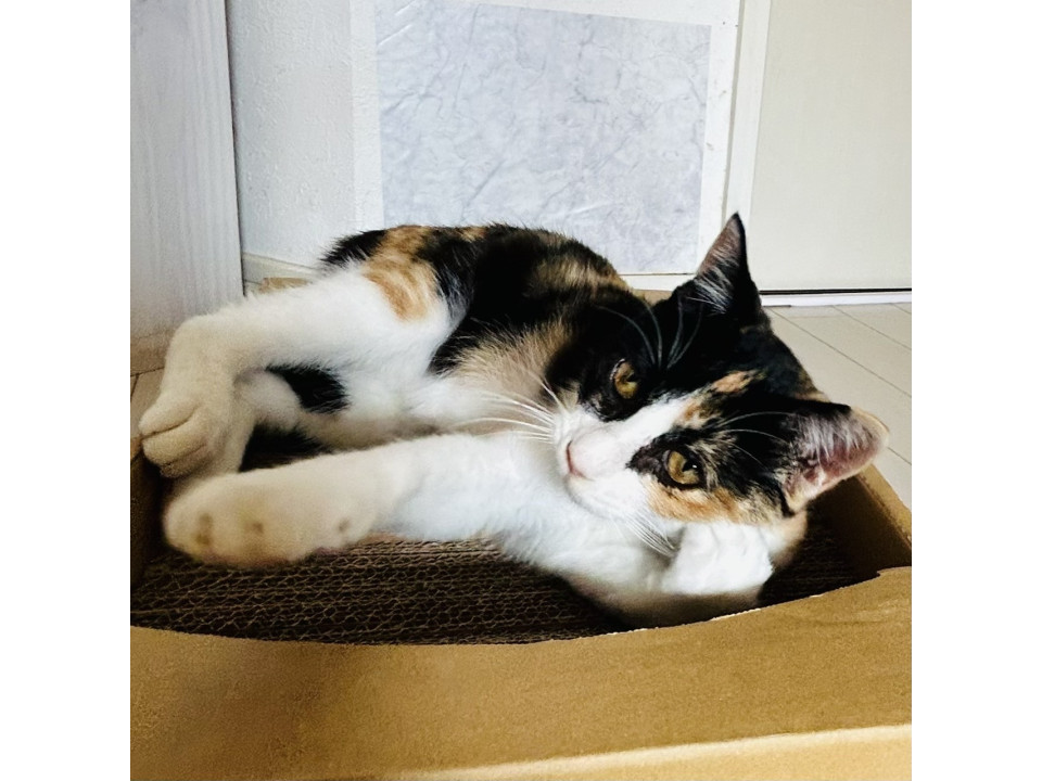 甘えん坊の三毛猫ちゃん