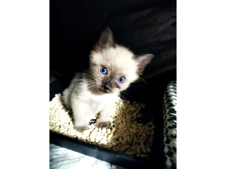 シャムミックスの男の子