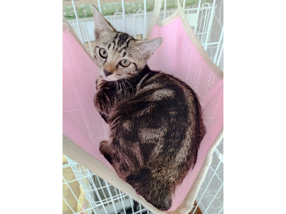 キジトラの女の子