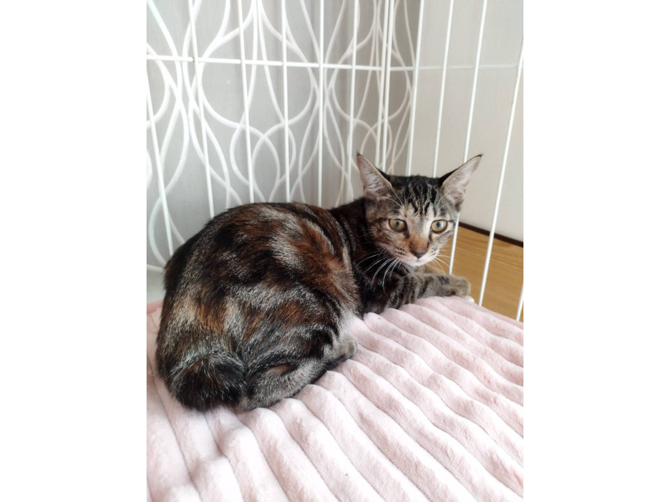 ちょっぴりビビりで不器用な女の子