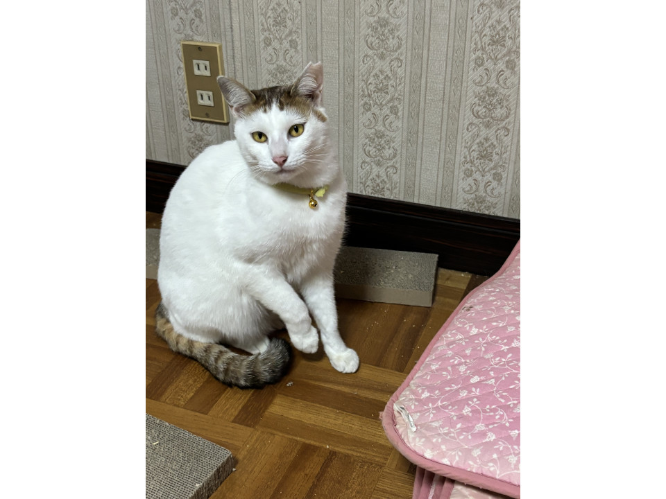 麦わら色✖︎白