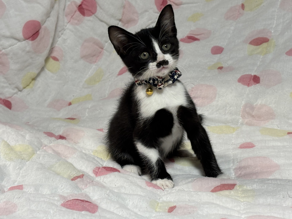 穏やかな兄妹たち・玲緒くん