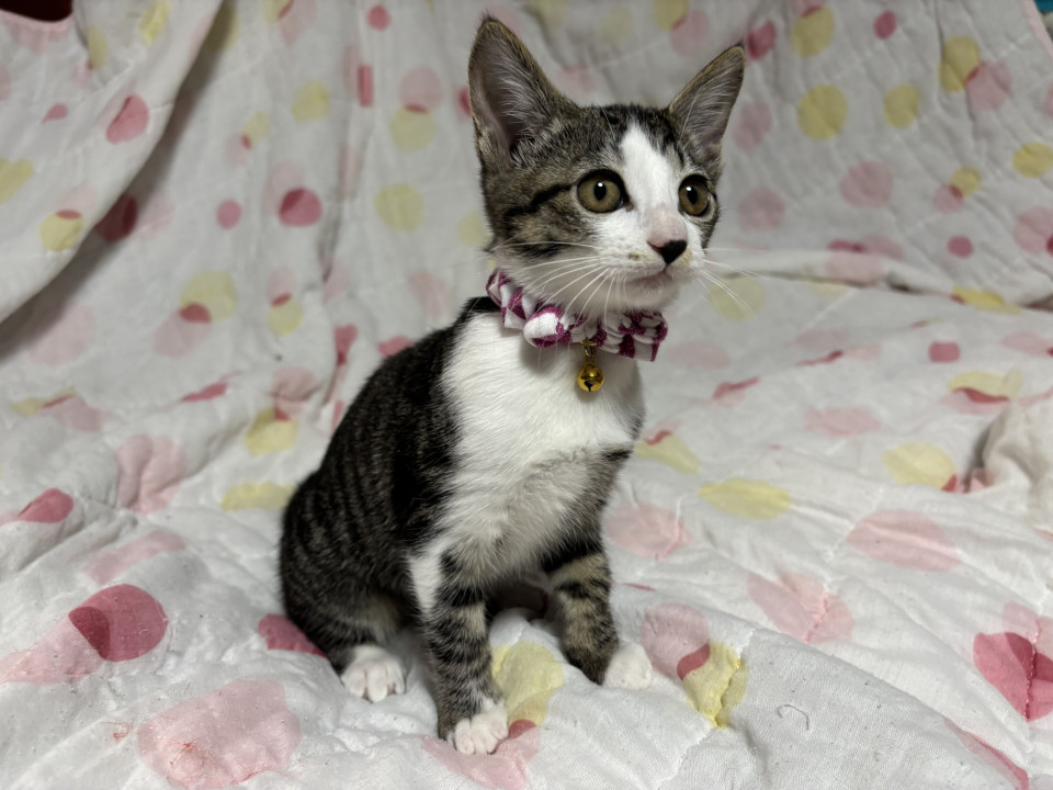 穏やかな兄妹たち・紗羽ちゃん