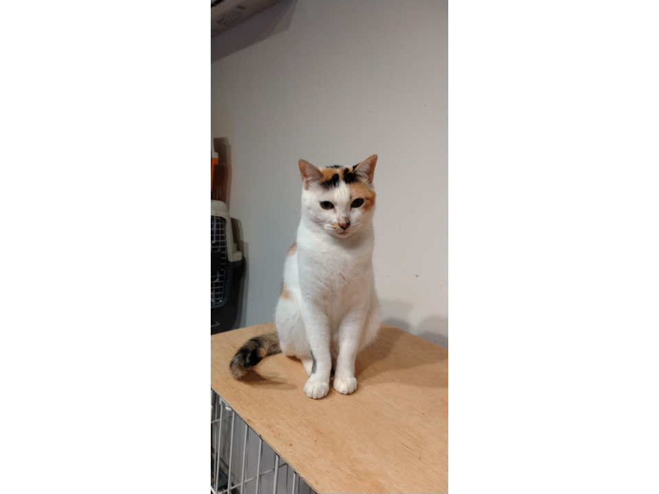 白多めな三毛猫