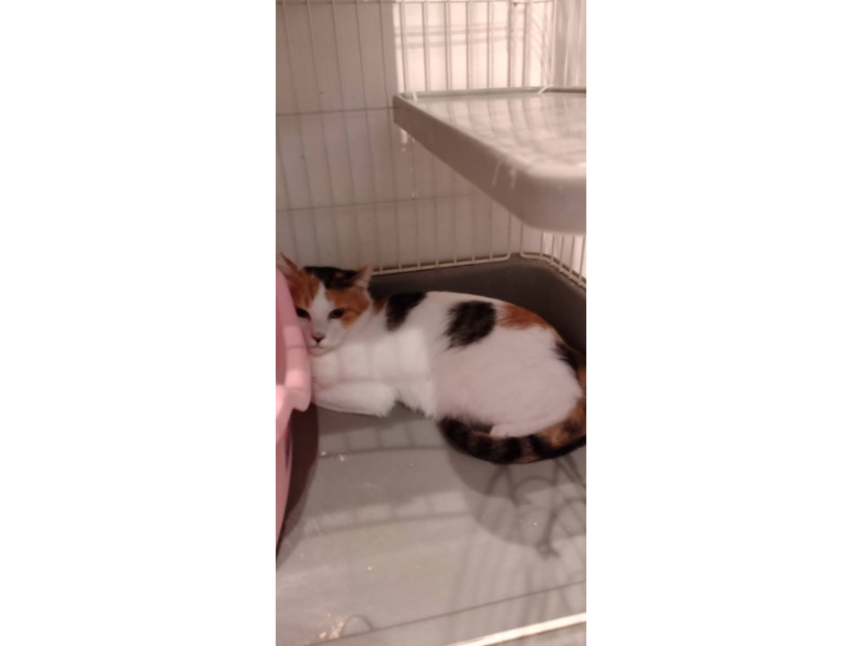 白多めな三毛猫