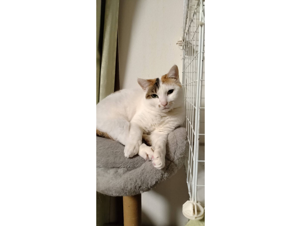 白多めな三毛猫