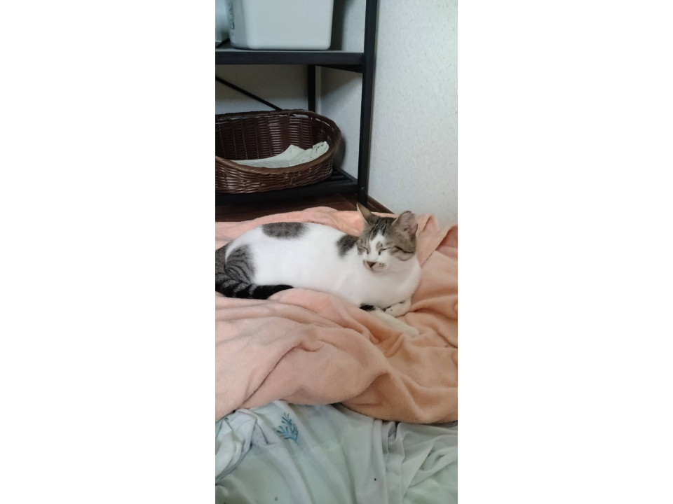 空き家を追い出された子猫達の母猫