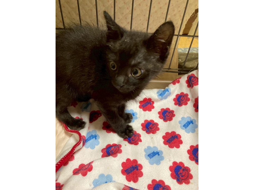 ５兄妹のちびすけの涼くん