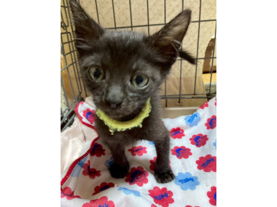 5人兄妹♡黒猫の樹くん