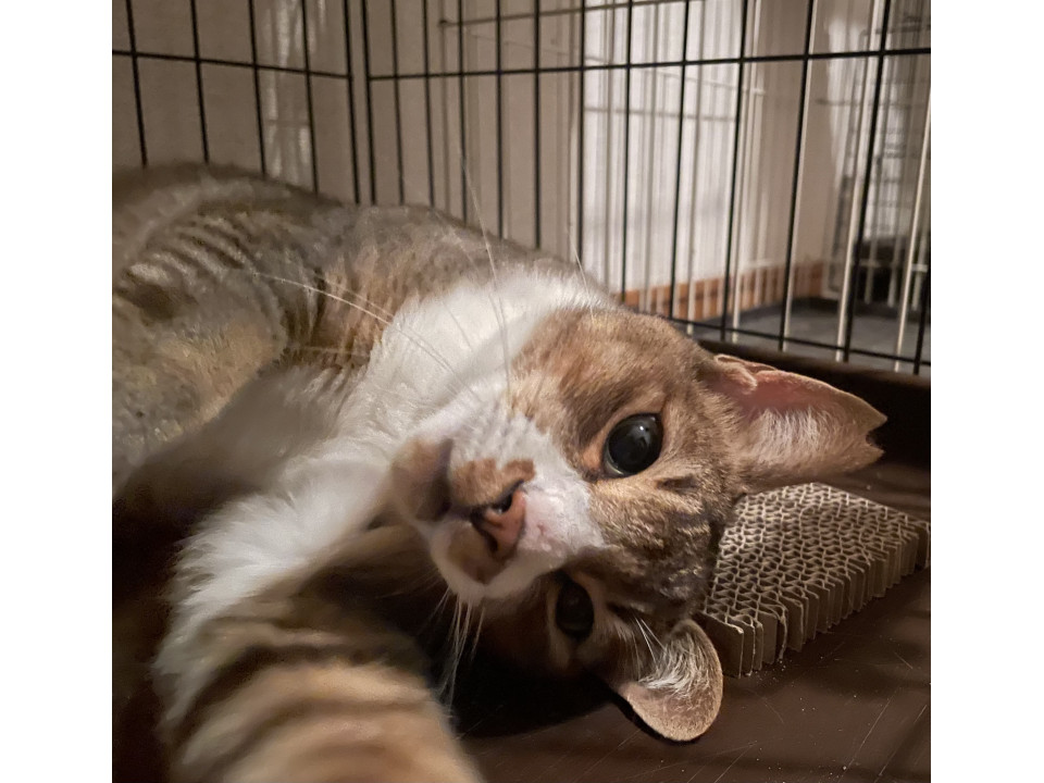 手もみ職人 ちゃー助