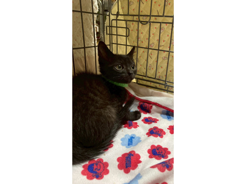 ５兄妹♡黒猫の圭くん