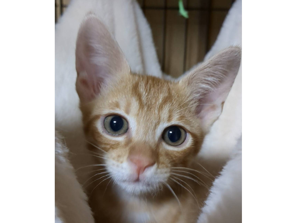 超絶可愛い茶トラのくり君