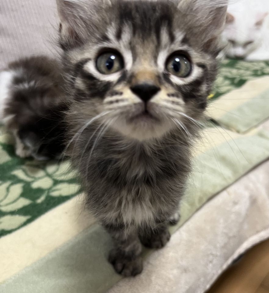 元気なキジトラの子猫