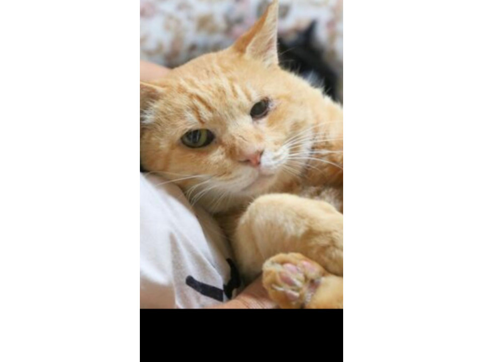 若干目に障害があるｴｲｽﾞｷｬﾘｱ男の子