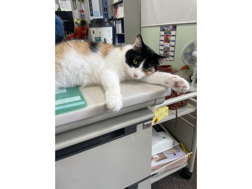 わがままボディーみけ子