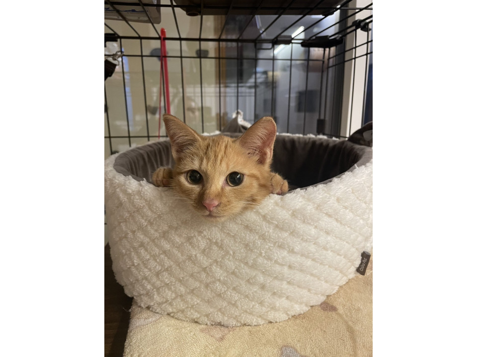 人も猫も大好❤︎人見知りゼロ♡キムチくん