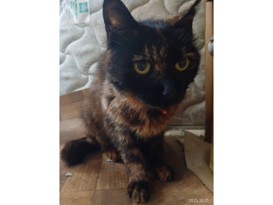 8年間お外で頑張ってきたミ－ちゃん