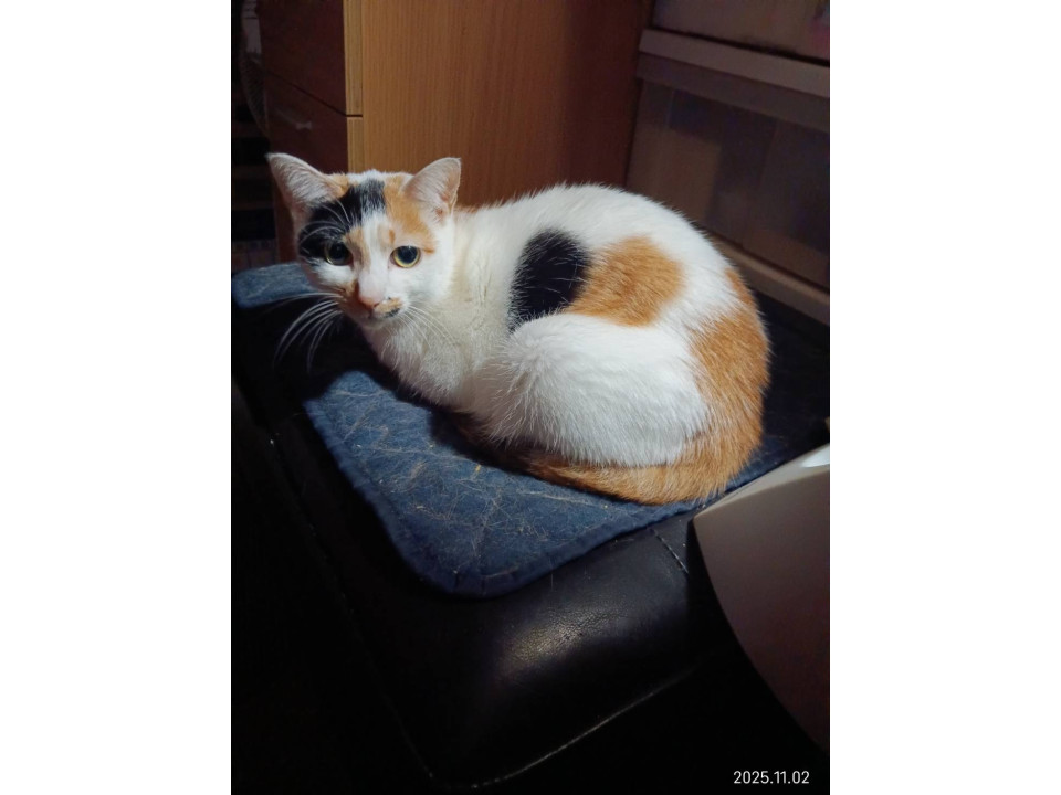 お腹のハ－トマ－クがかわいい！チロちゃん