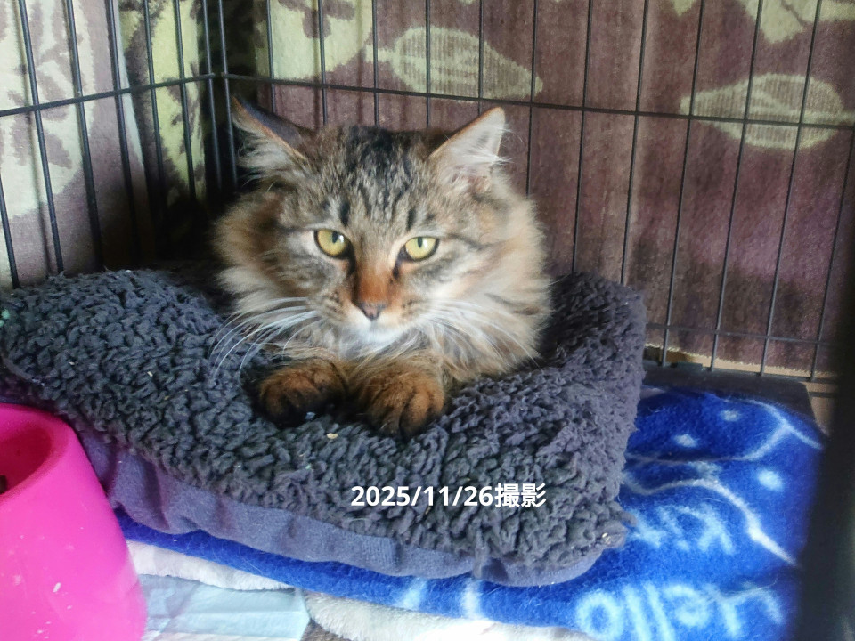 長毛 猫エイズの男の子