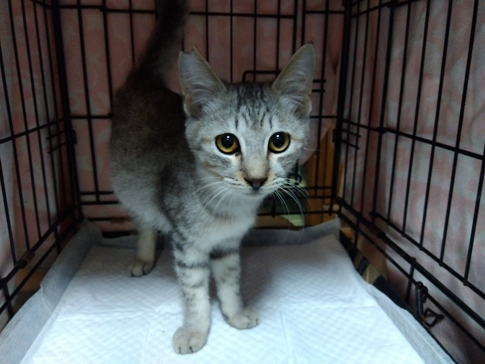 元気に遊ぼの催促・自宅探索好きでベッタリ