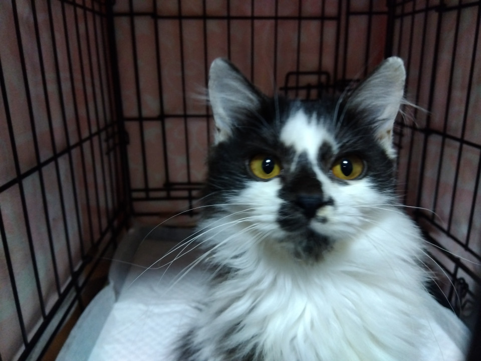 小さな長毛女の子何時もベッタリスリスリ中