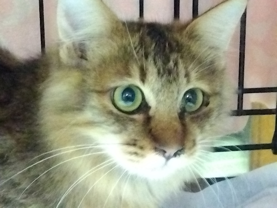 抱っこ大好きで大人しい甘えんぼな性格の男