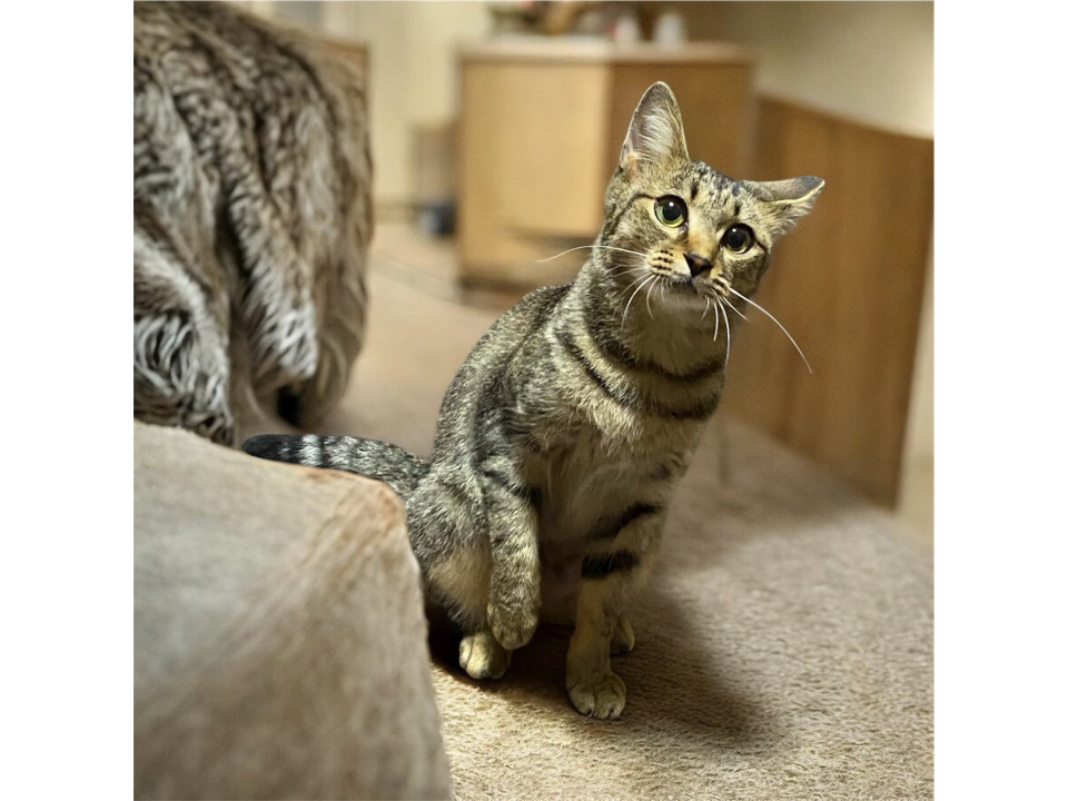 キジトラ　女の子