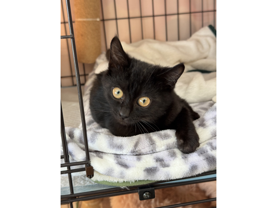 預りさんも募集中 ★ ちとせあめ