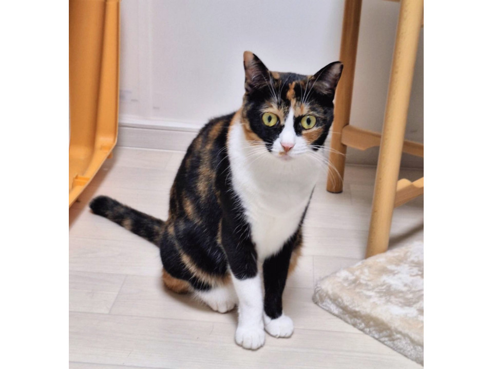 人馴れOKの三毛猫さん❤️リカちゃん