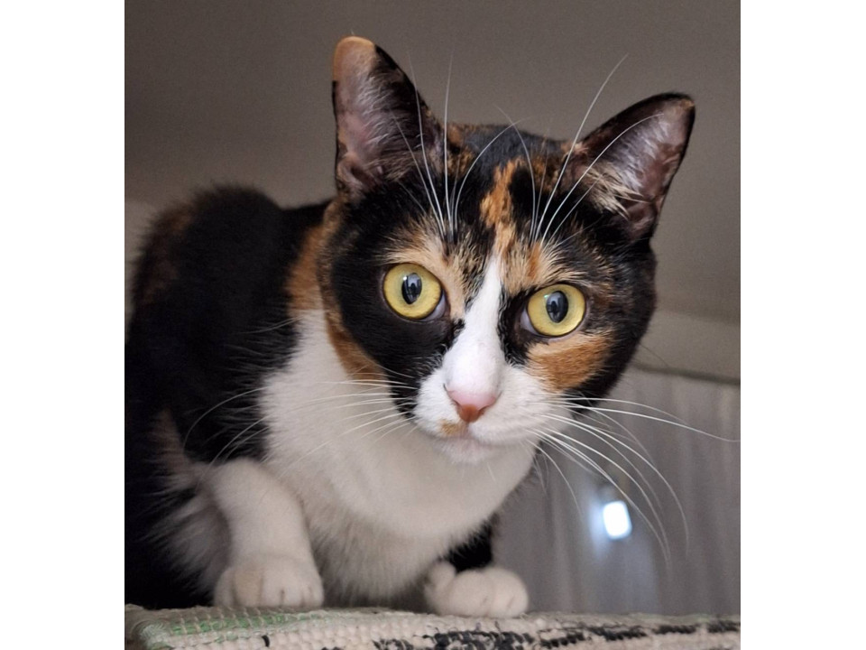 猫]千葉県市川市の里親募集 人馴れOKの三毛猫さん❤️リカちゃん