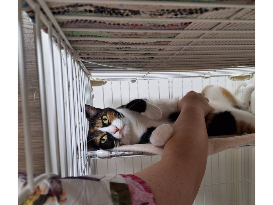 緑の木と三毛猫さん2 8月15日(木)18時より抽選開始】【もうこやま】どしゃぶり三毛猫が登場