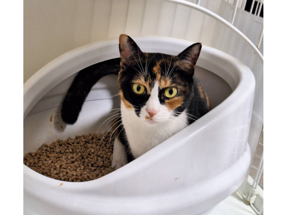 猫]千葉県市川市の里親募集 人馴れOKの三毛猫さん❤️リカちゃん