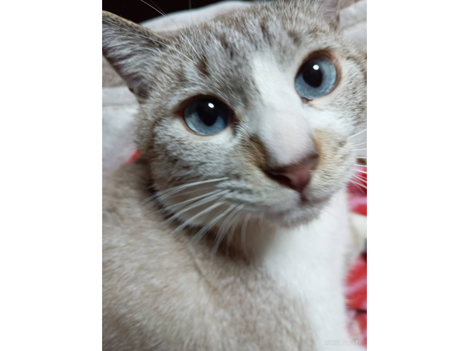 シャム系、人懐っこいレモンちゃん