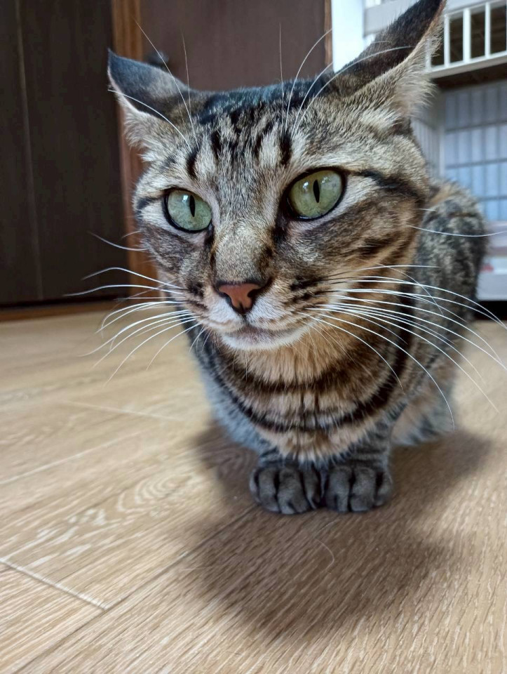 遊ぶの大好き，おもちゃは離さない★クルツ