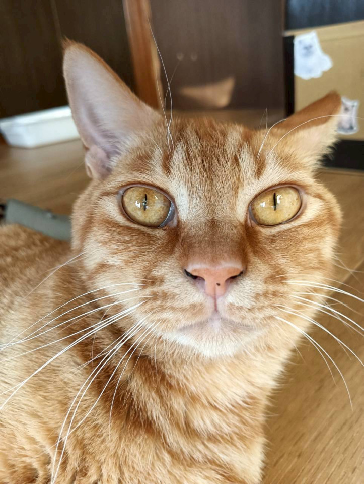 ボク可愛いでしアピール抜群！★トロワ