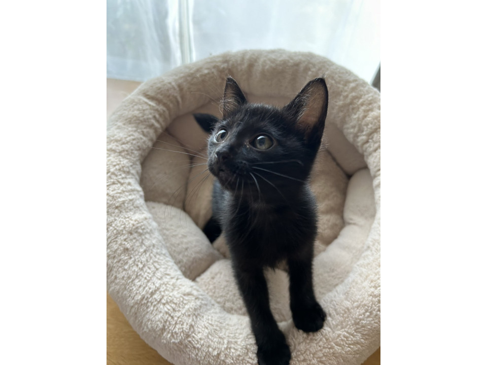 可愛らしい　コットンくん