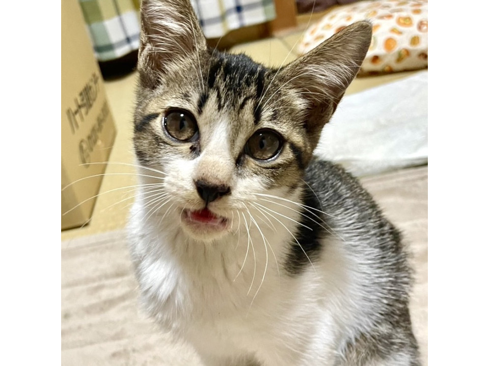 健康で甘えん坊♪とってもお利口な女の子