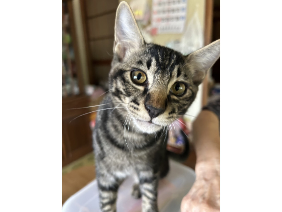 人懐っこいです