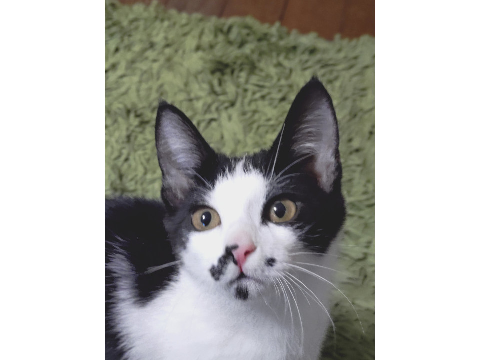 忘れられない個性的なお顔★わんぱく3兄妹