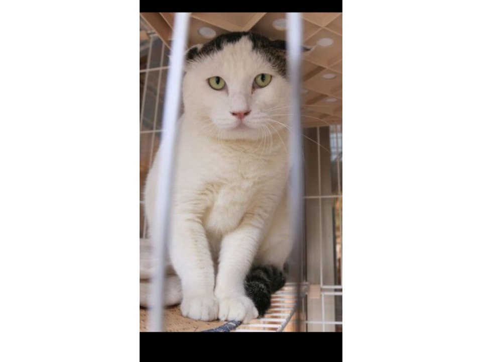 ﾑﾁﾑﾁで可愛いﾊﾁﾜﾚの男の子